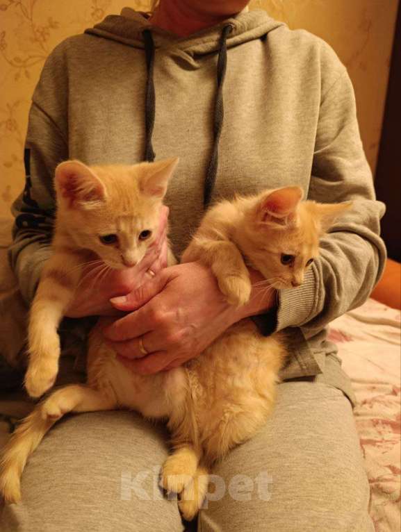 Кошки в Красногорске: Отдам котят рыжих Девочка, Бесплатно - фото 7