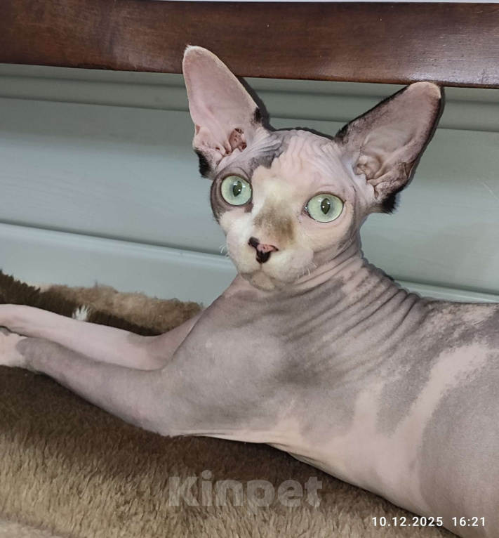 Кошки в Москве: Котята канадского сфинкса  Девочка, Бесплатно - фото 4
