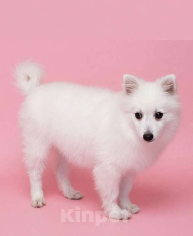 Собаки в Москве: Сука японского шпица Девочка, 50 000 руб. - фото 4