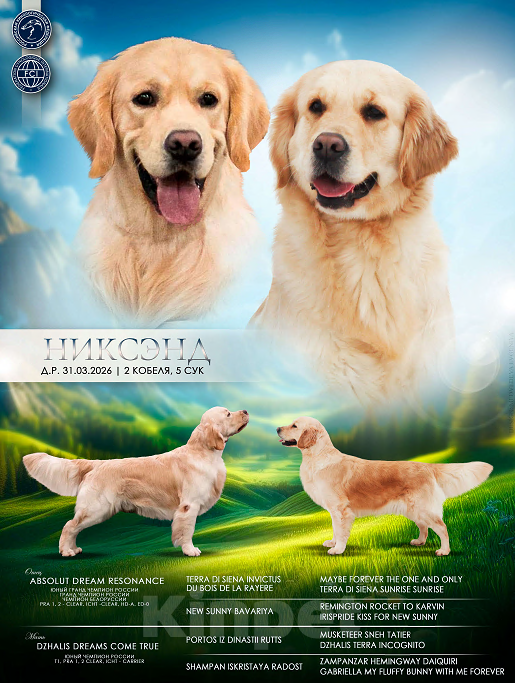 Собаки в Москве: Щенки золотистого ретривера Разнополые, 80 000 руб. - фото 8