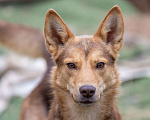 Собаки в Пушкино: Красавец Шерлок ищет дом! Мальчик, Бесплатно - фото 1