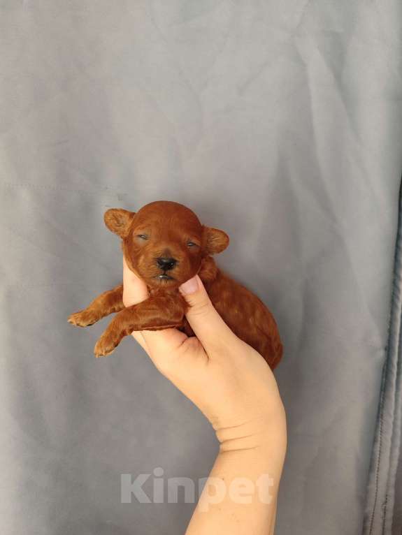 Собаки в Мытищах: Щенки той пудель Девочка, 60 000 руб. - фото 6