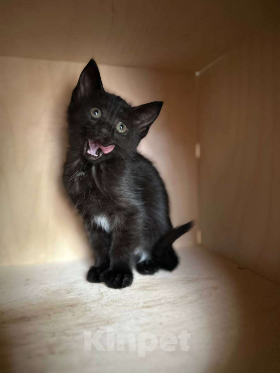 Кошки в Москве: Черненькая Мисти ищет добрые руки Девочка, Бесплатно - фото 5