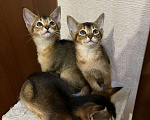 Кошки в Дзержинском: Абиссинские кошечки  Девочка, 20 000 руб. - фото 2