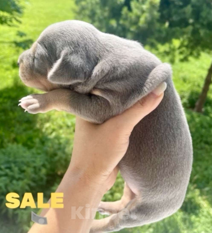 Собаки в других городах Калужской области: Щенки прайтер девочки  Девочка, 120 000 руб. - фото 2