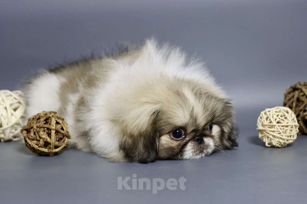 Собаки в Санкт-Петербурге: Мальчик Мальчик, Бесплатно - фото 3