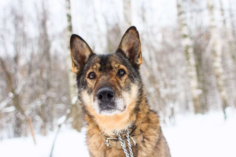 Собаки в Москве: Штурман Мальчик, Бесплатно - фото 2