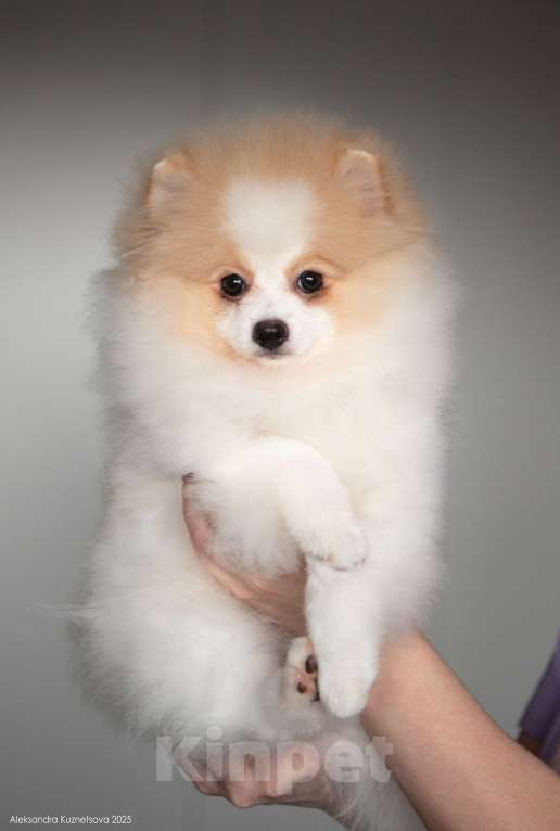 Собаки в Челябинске: Померанский шпиц мальчик Мальчик, Бесплатно - фото 2