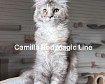Кошки в Наро-Фоминске: Camilla. Female. MCO fs25 born June 14.2025 Девочка, 120 000 руб. - фото 2