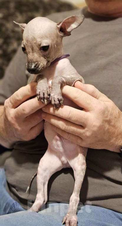 Собаки в Великом Новгороде: Мини мальчик ксолоитцкуинтли  Мальчик, 65 000 руб. - фото 2