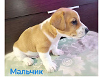 Собаки в Москве: Щенки Джек Рассел терьер Мальчик, 25 000 руб. - фото 2