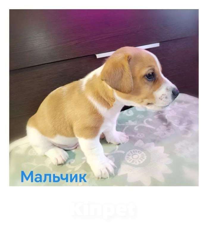 Собаки в Москве: Щенки Джек Рассел терьер Мальчик, 25 000 руб. - фото 2