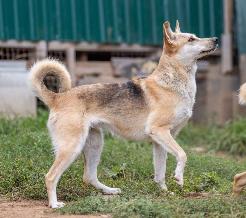 Собаки в Москве: Мэри Девочка, Бесплатно - фото 2