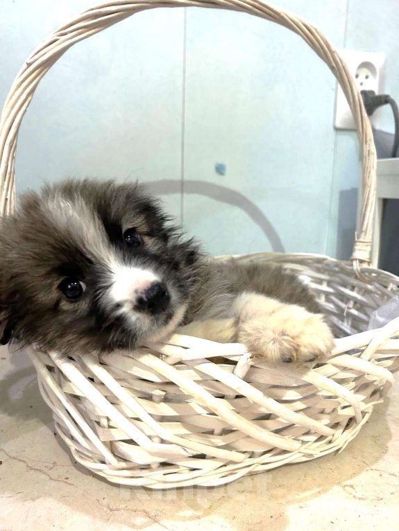 Собаки в Москве: Маленькая девочка-щенок ищет дом Девочка, Бесплатно - фото 2