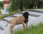 Собаки в Ханты-Мансийске: Щенки бульмастифа! Мальчик, 50 000 руб. - фото 8