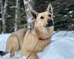 Собаки в Клине: Спрайт Мальчик, Бесплатно - фото 1
