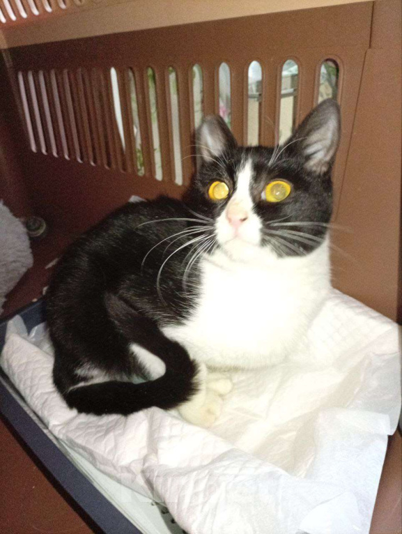 Кошки в Москве: Юная Софи ищет семью Девочка, Бесплатно - фото 3