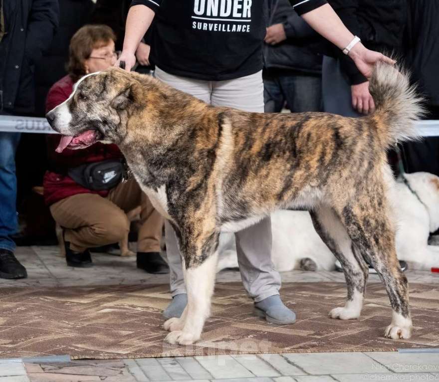 Собаки в Саратове: Щенок САО Мальчик, Бесплатно - фото 1