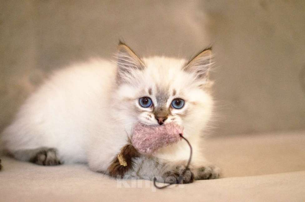 Кошки в Санкт-Петербурге: невский маскарадный котенок Мальчик, 60 000 руб. - фото 2