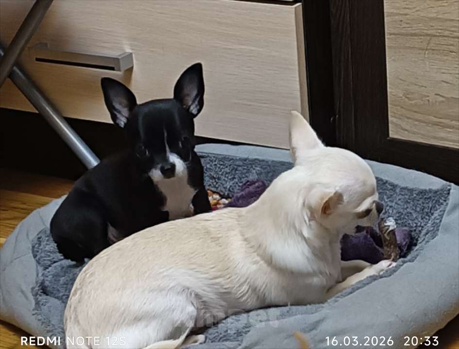 Собаки в Москве: Продажа щенка чихуахуа Девочка, Бесплатно - фото 6