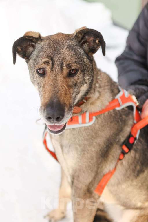 Собаки в Москве: Любящая собака Морра в добрые руки Девочка, Бесплатно - фото 7