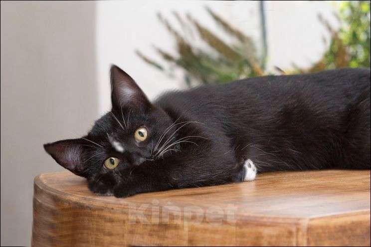 Кошки в Москве: Черный котик шикарный Чарли 7 мес Мальчик, 10 руб. - фото 3