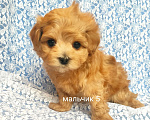 Собаки в Москве: мальтипу мальчик F1 мини Мальчик, 90 000 руб. - фото 1