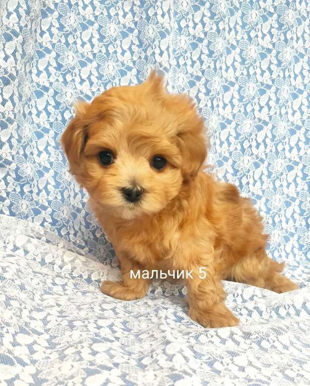 Собаки в Москве: мальтипу мальчик F1 мини Мальчик, 90 000 руб. - фото 1