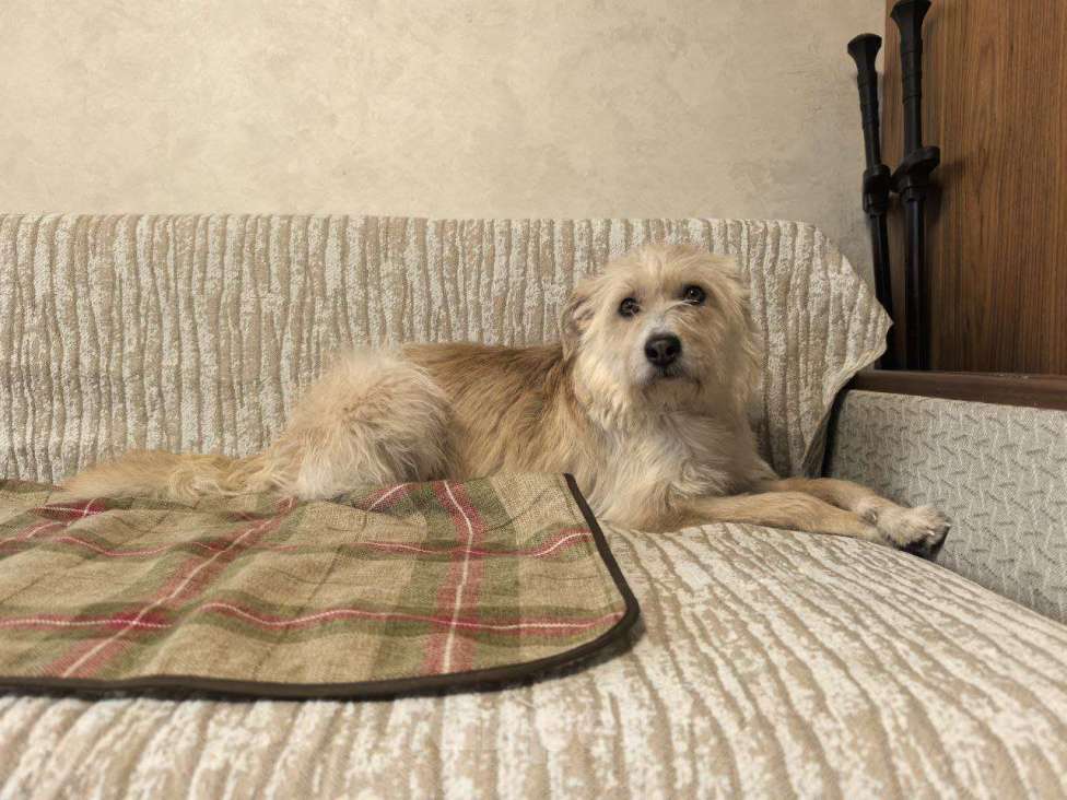 Собаки в Москве: Солнечный пес Мальчик, Бесплатно - фото 2