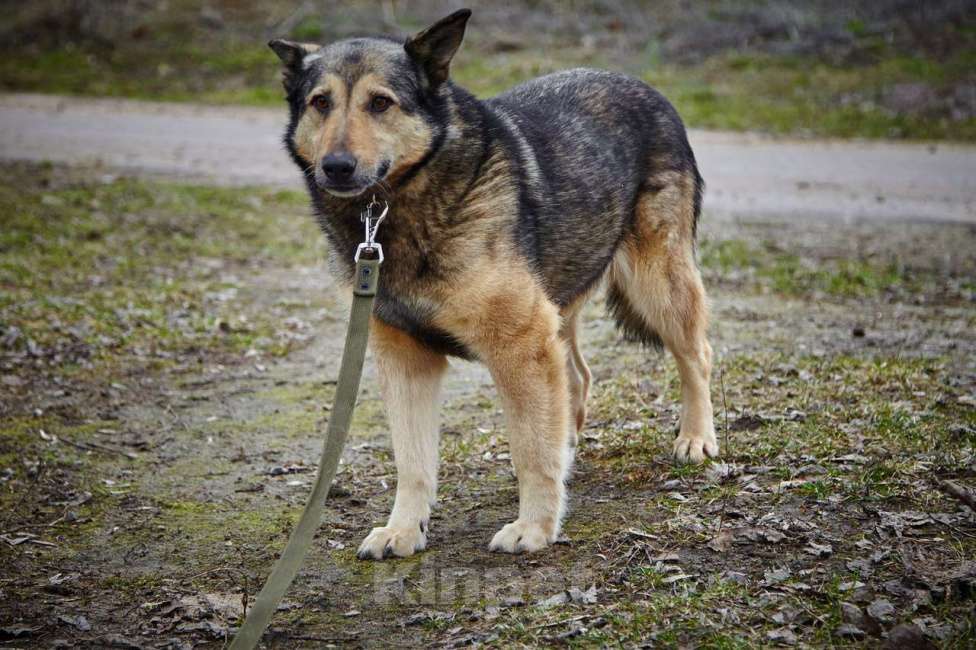 Собаки в Москве: Дорис Девочка, Бесплатно - фото 4
