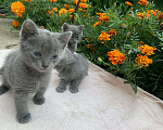 Кошки в Тамбове: Котенок 2 Девочка, 1 руб. - фото 1