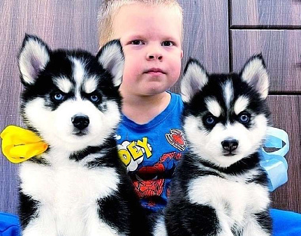 Щенки хаски разных окрасов