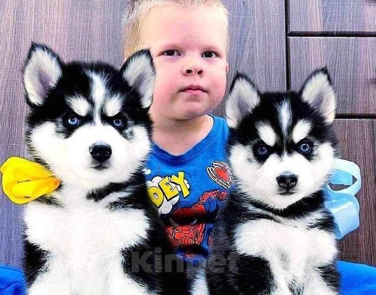 Собаки в Казани: Щенки хаски разных окрасов Разнополые, Бесплатно - фото 1
