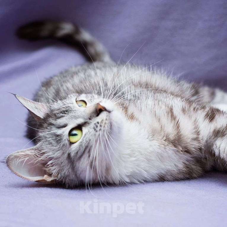 Кошки в Москве: Кисточку вернули спустя меньше суток после приезда домой 💔 Девочка, Бесплатно - фото 2