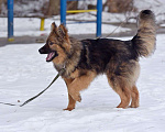 Собаки в Москве: Исцеляющий позитивной энергией Лекарь Мальчик, 1 руб. - фото 9