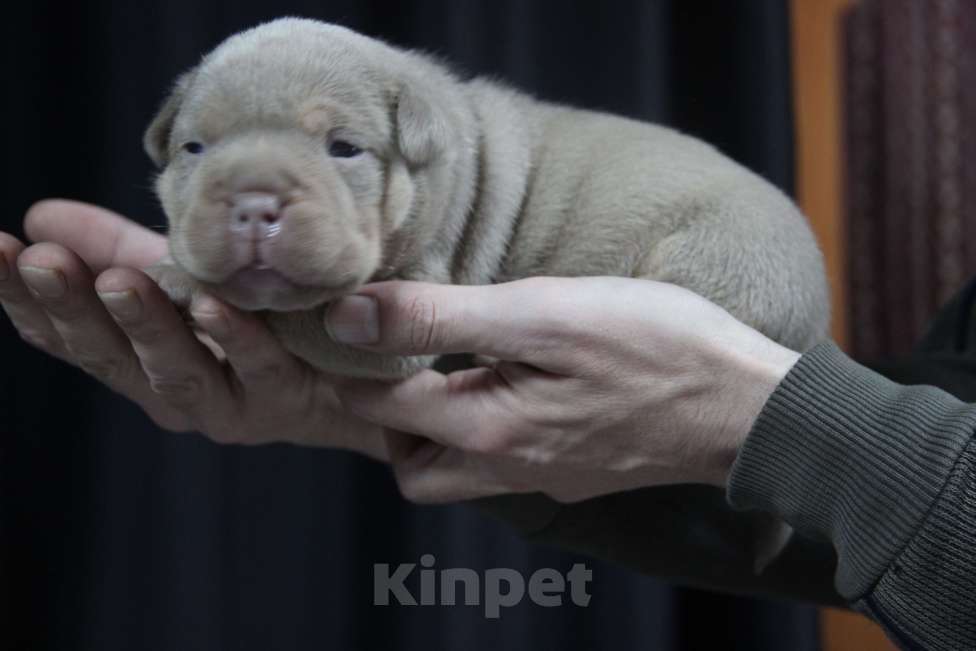 Собаки в Красноярске: Продам щенков американского булли Мальчик, 80 000 руб. - фото 2