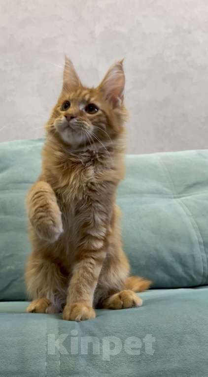 Кошки в Иркутске: Котенок мейн-кун рыжего окраса Мальчик, 30 000 руб. - фото 4
