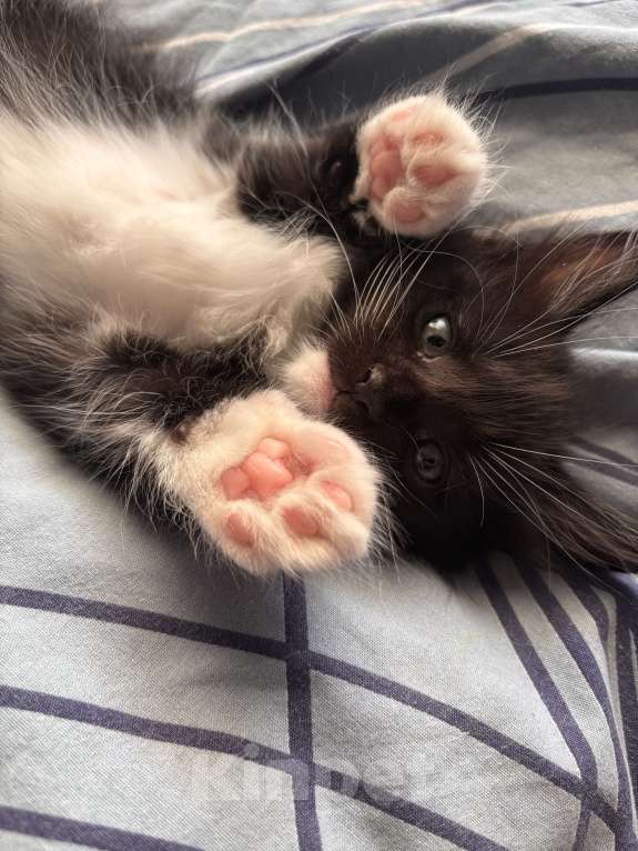 Кошки в других городах Московской области: Котенок мейн кун Девочка, 25 000 руб. - фото 3