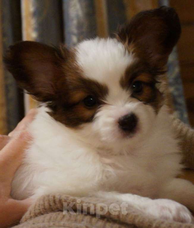 Собаки в других городах Московской области: Спросить щенка Мальчик, 100 000 руб. - фото 1