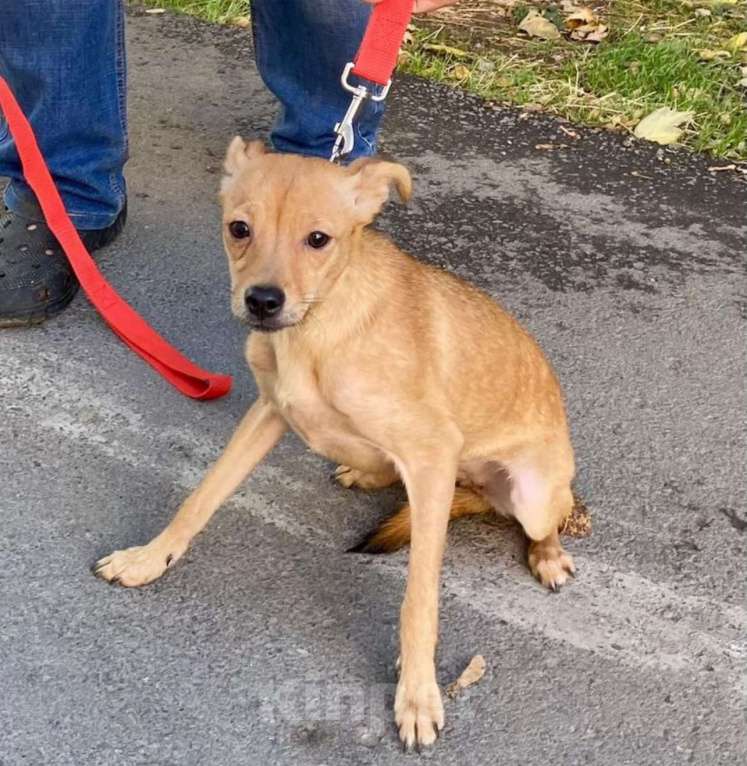 Собаки в Ростове-на-Дону: Маленькая Алиса в добрые ручки Девочка, Бесплатно - фото 4