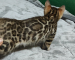 Кошки в Москве: Бенгальские леопардики.  Мальчик, 30 000 руб. - фото 3
