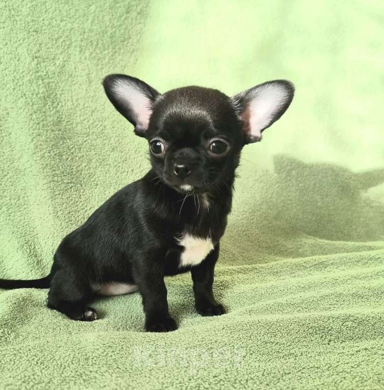 Собаки в Москве: малышка чихуахуа Девочка, 60 000 руб. - фото 5