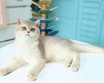 Кошки в Владивостоке: Британский голубой золотистый котенок Мальчик, 70 000 руб. - фото 5