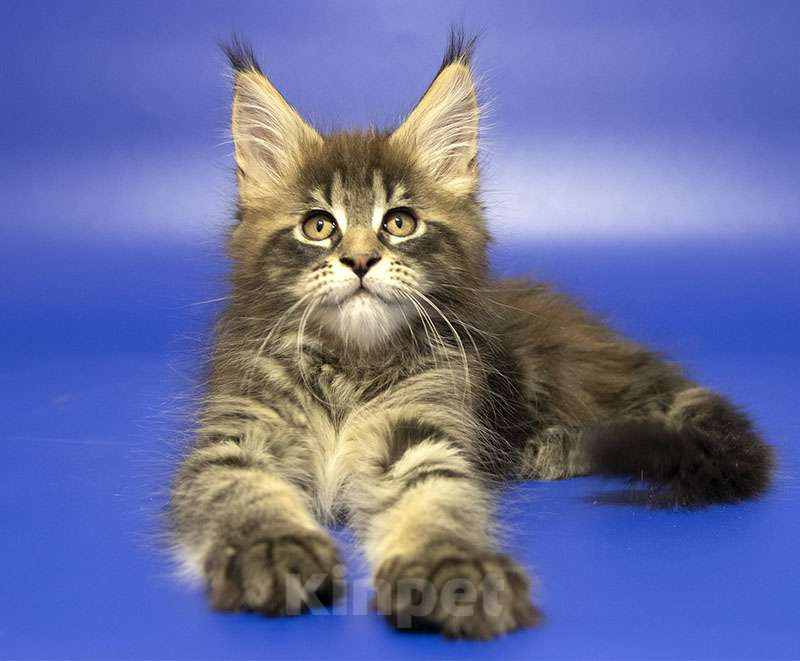 Кошки в Москве: Мейн кун котенок Мальчик, Бесплатно - фото 3