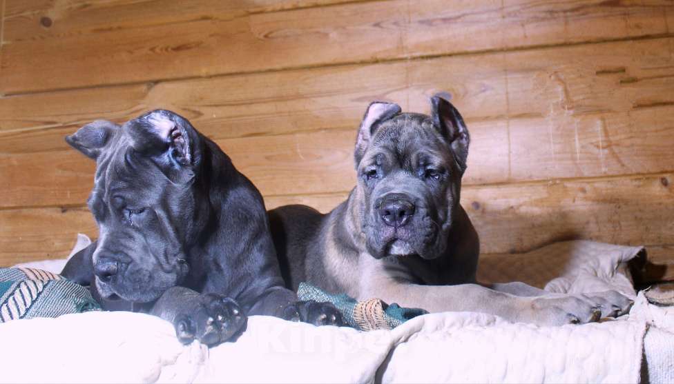 Собаки в Череповце: Мальчик  форментино и две девочки Мальчик, 70 000 руб. - фото 10