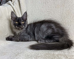 Кошки в Дмитрове: Черный дымчатый мальчик мейн кун Vitas Мальчик, 60 000 руб. - фото 2