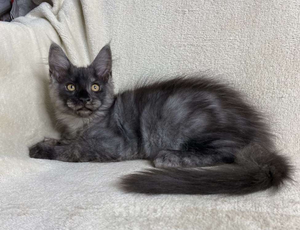 Кошки в Дмитрове: Черный дымчатый мальчик мейн кун Vitas Мальчик, 60 000 руб. - фото 2