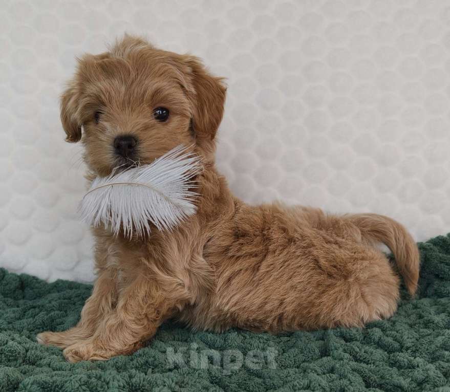 Собаки в Санкт-Петербурге: Щенки мальтипу f1 мини Девочка, Бесплатно - фото 1