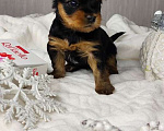 Собаки в Чебоксарах: Щенки йоркширского терьера Мальчик, 16 000 руб. - фото 1