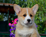 Собаки в Хотьково: Кобель Корги Пемброк Мальчик, 90 000 руб. - фото 2